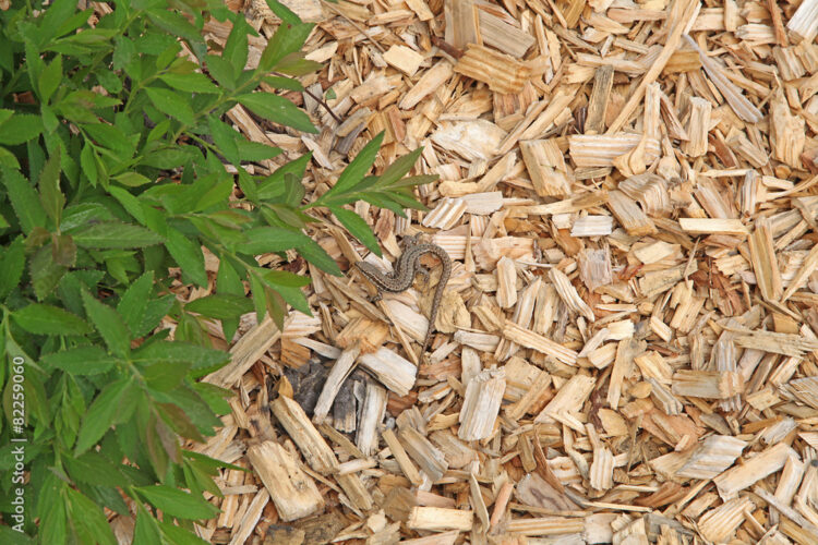 Le paillage copeaux de bois 
