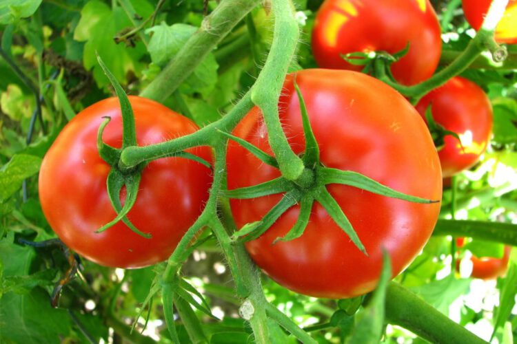 Semence de Tomate F1