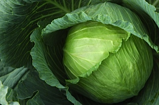 Semence de Chou Vert