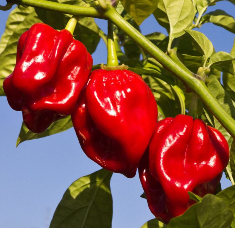 Semence de Piment Rouge Antillais