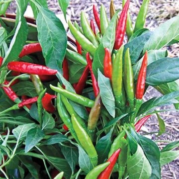 Semence de Piment Bec d'Oiseau