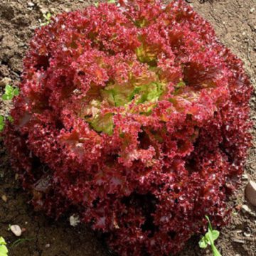Semence de Laitue Red Lollo Rossa