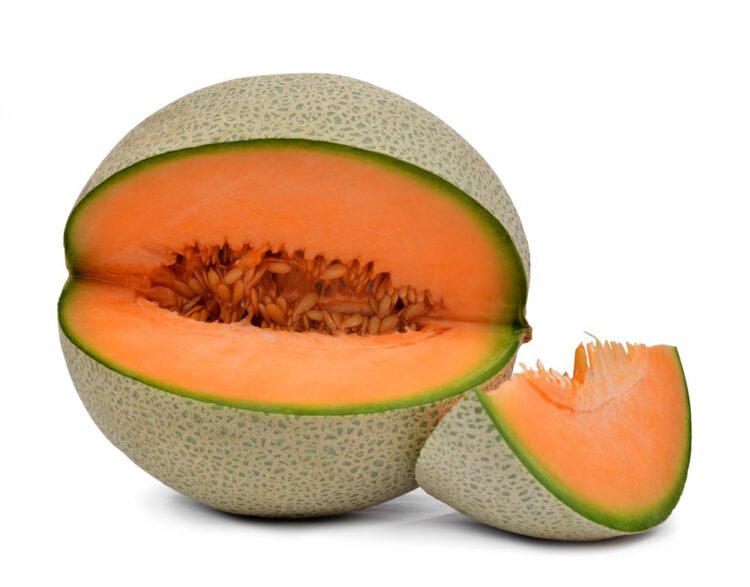 Semence de Melon Cantaloup