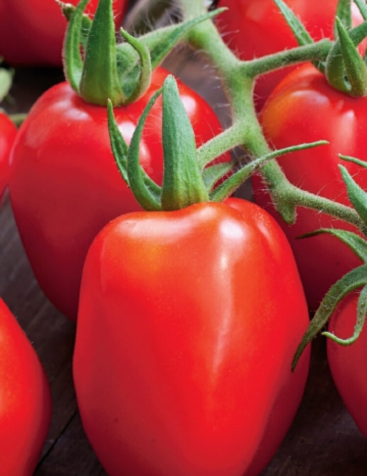 Semence de Tomate Roma