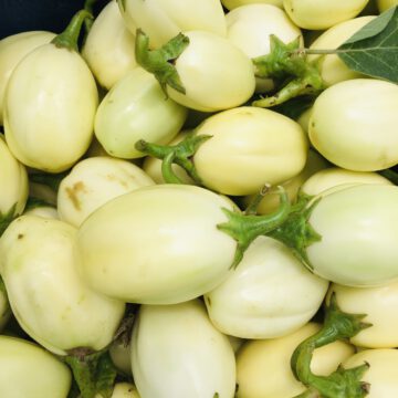 Semence d'Aubergine africaine F1 DJEMBA