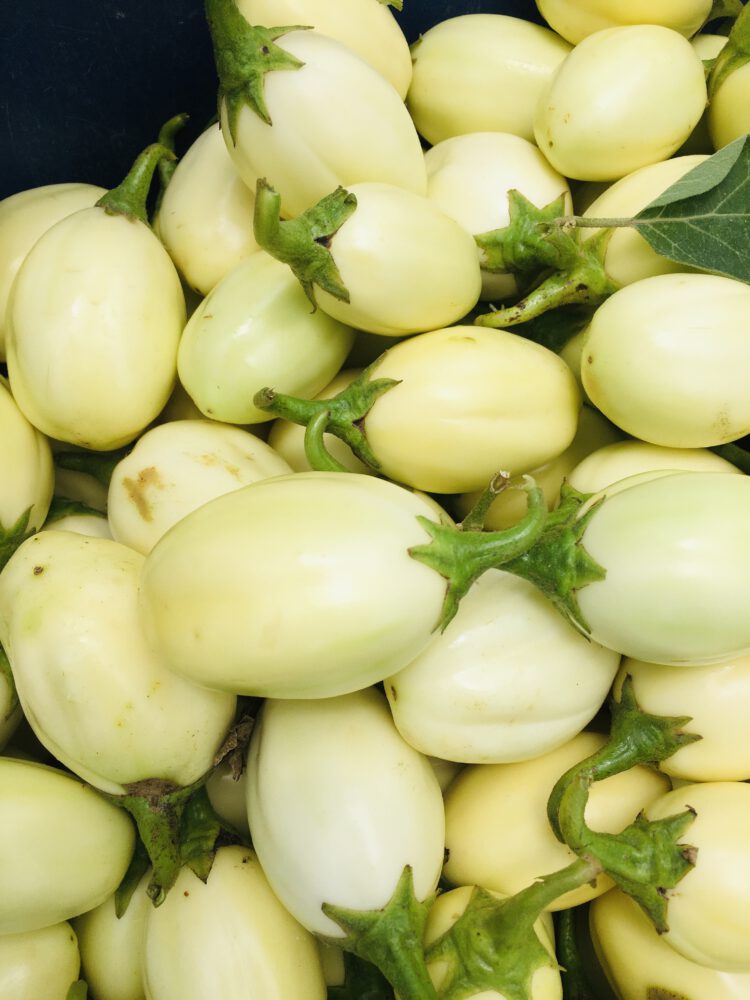 Semence d'Aubergine africaine F1 DJEMBA