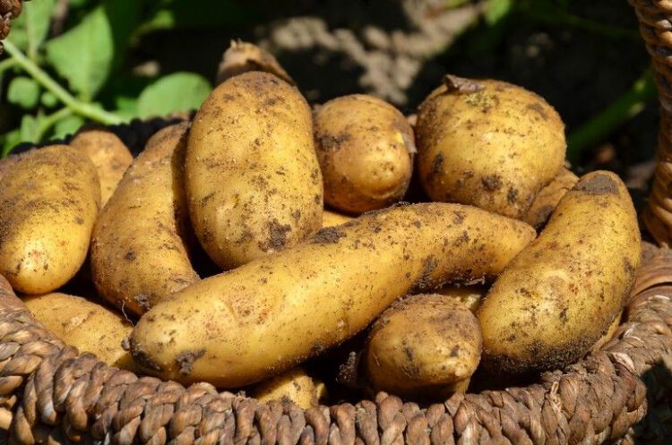 Semence de pomme de terre