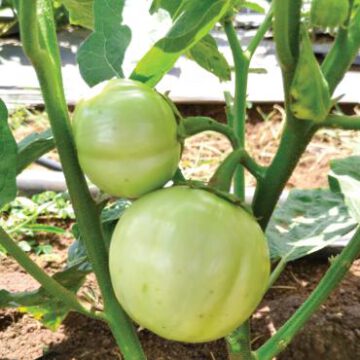 Semence d'Aubergine africaine F1 Kotobi